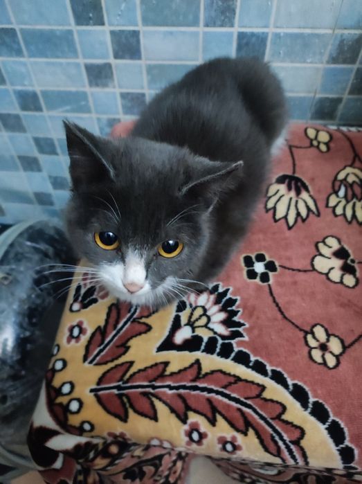 Котёнок 5месяцев