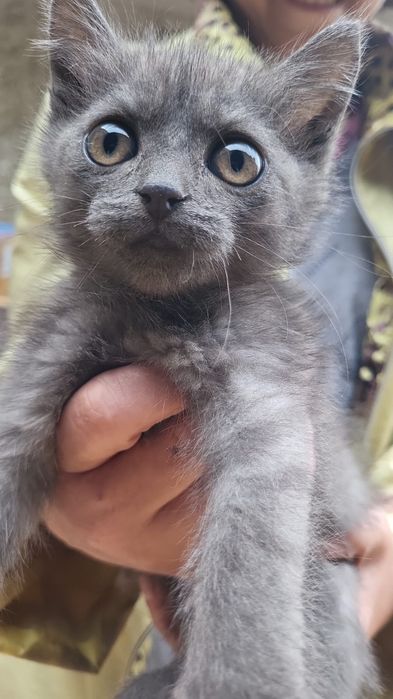 Бесплатно милые котята