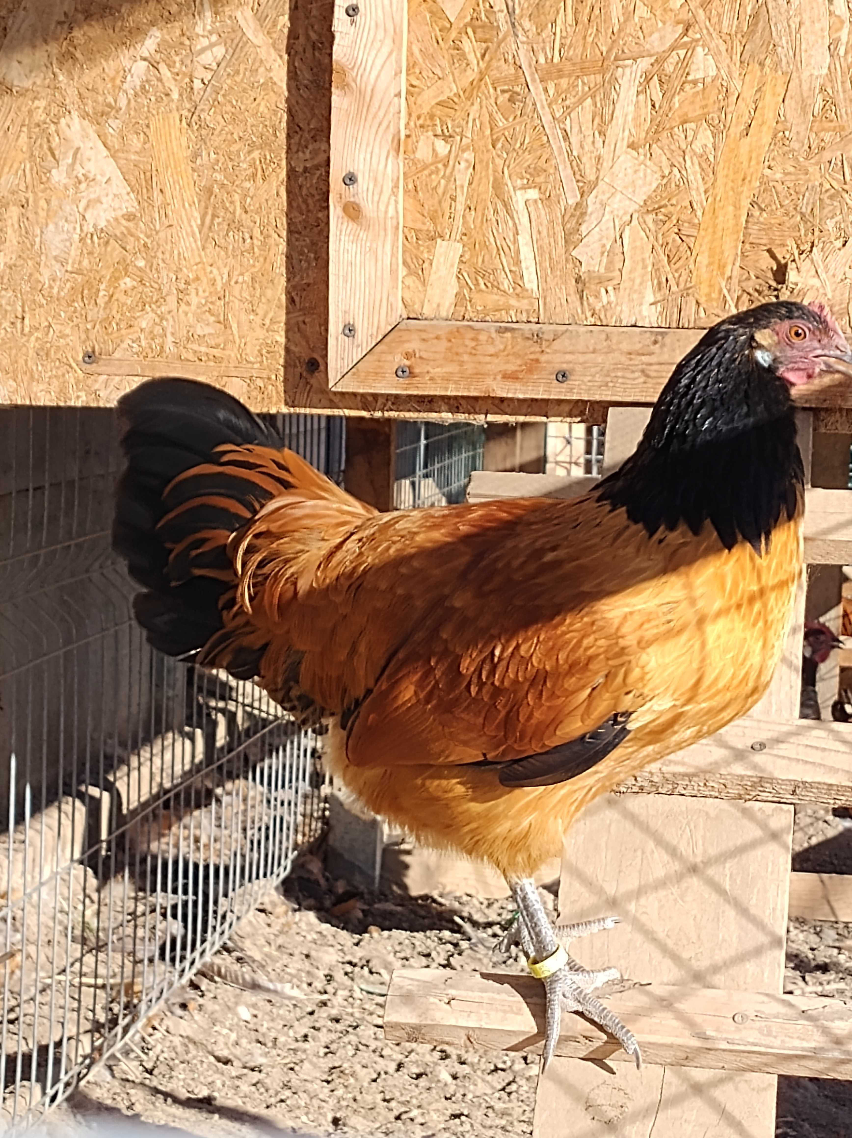 Oua Vorverk ,Plymouth ,Sussex,Australorp ,Wiandotte ,Brahma ,LaBresse