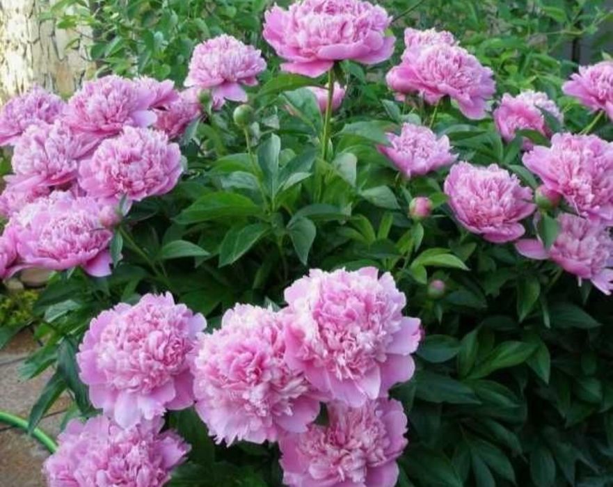 Саженцы пионов на посадку