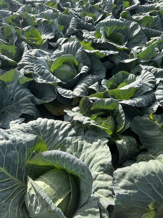 Vand varza  victoria si plata