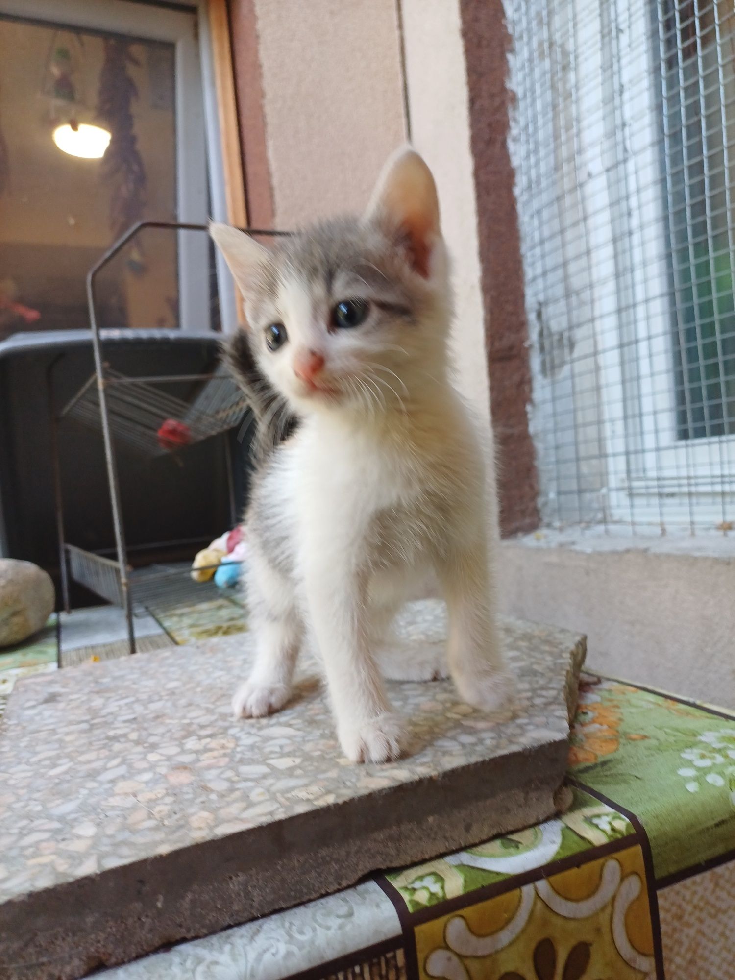 Подарявам женски котета на 2 месеца