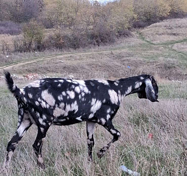 Vând capra ANGLO Nubian cu Pedigree Cehia
