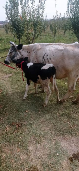 Ona bola sigir sotiladi