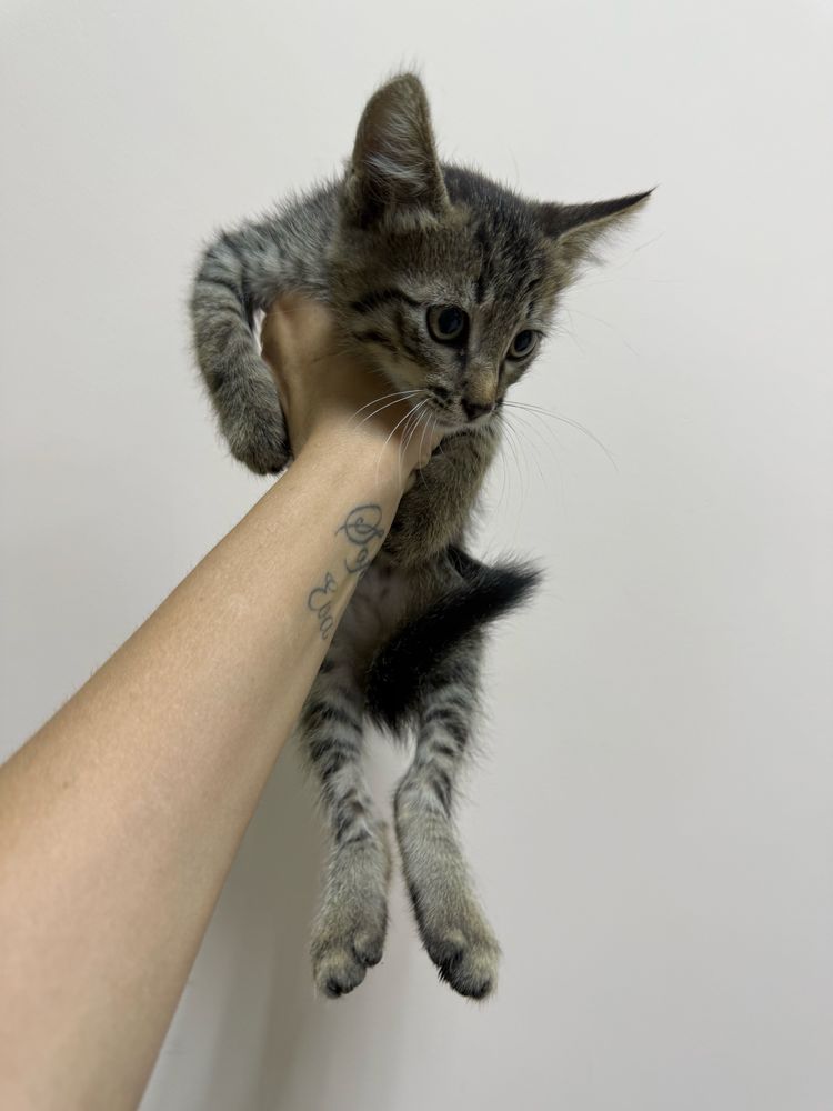 Котенок в добрые руки