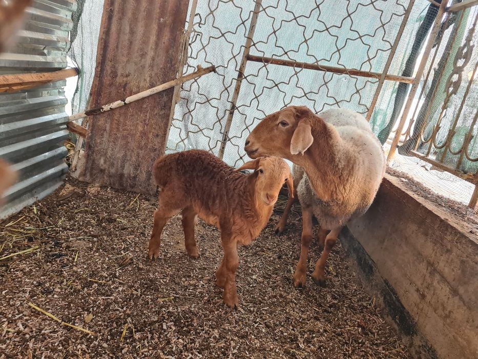 Ona bacha arashan tez sotiladi  bachaso tagalcha