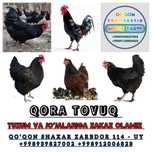 Qora tovuq joʻjalariga zakaz olamiz 6000 soʻmdan