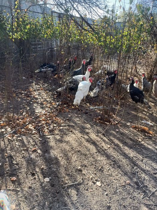 Срочно продаются индюки.