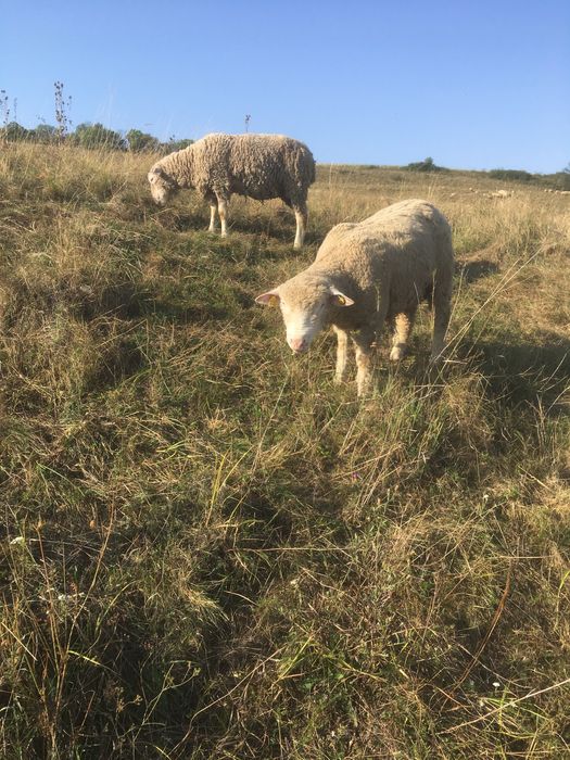 Scinb berbec ill de frans