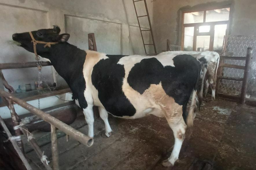 Sigir 3 qoringa 8 oyli bòģoz sotiladi