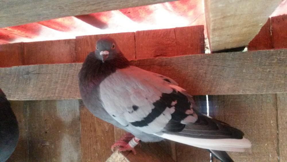 Vand tippler englez - femele, masculi sau pereche.