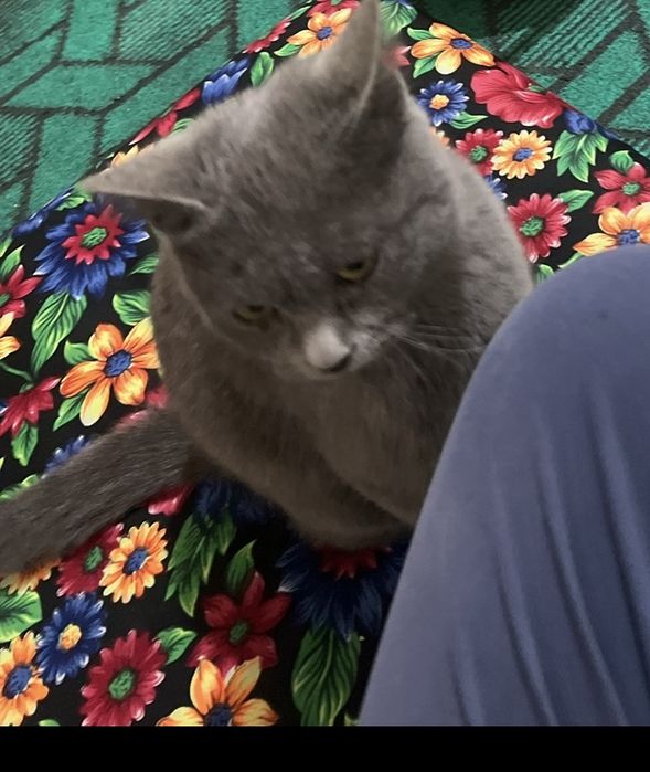 Toza britanskiy mushuk