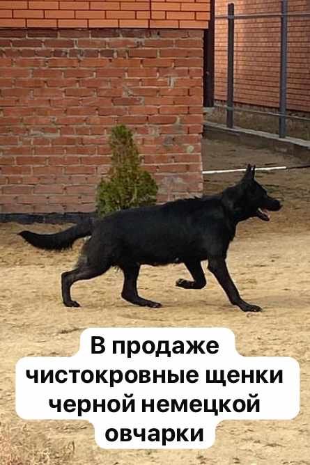 Щенки немецкой овчарки