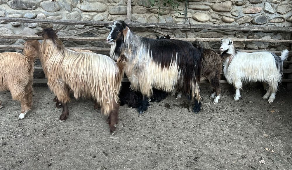 Capre de vanzare