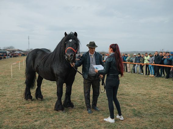 Armasar polonez de monta