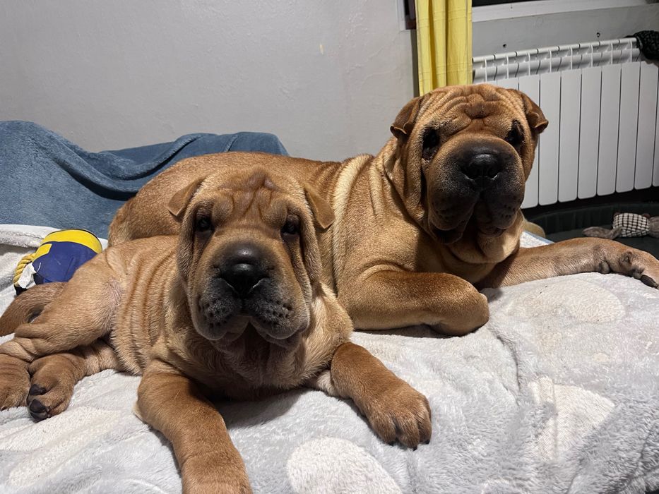 Прекрасен  Шарпей