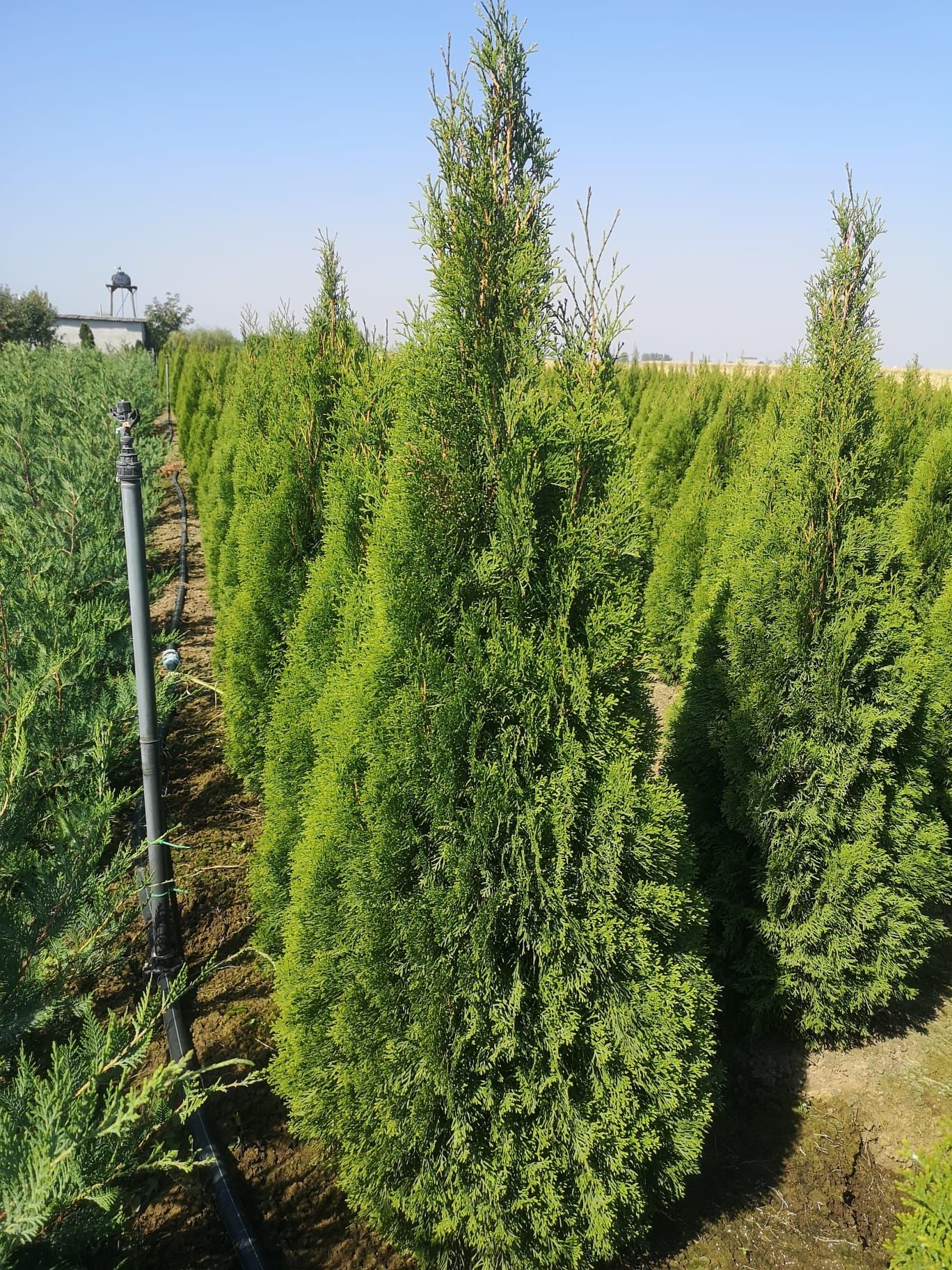Tuia smaragd la înălțime de 70-80 cm, oferim transport si plantat