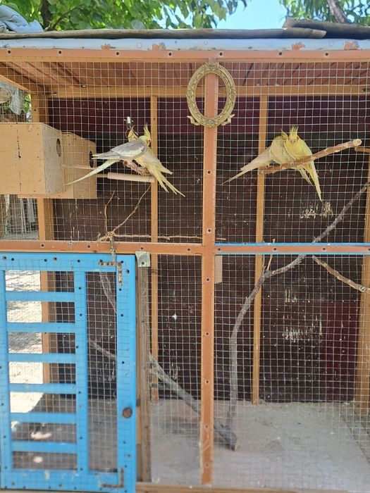 Papugay sotiladi turishi 13000