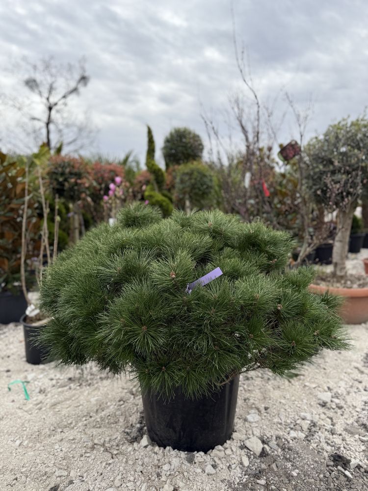 Plante ornamentale calitate extra