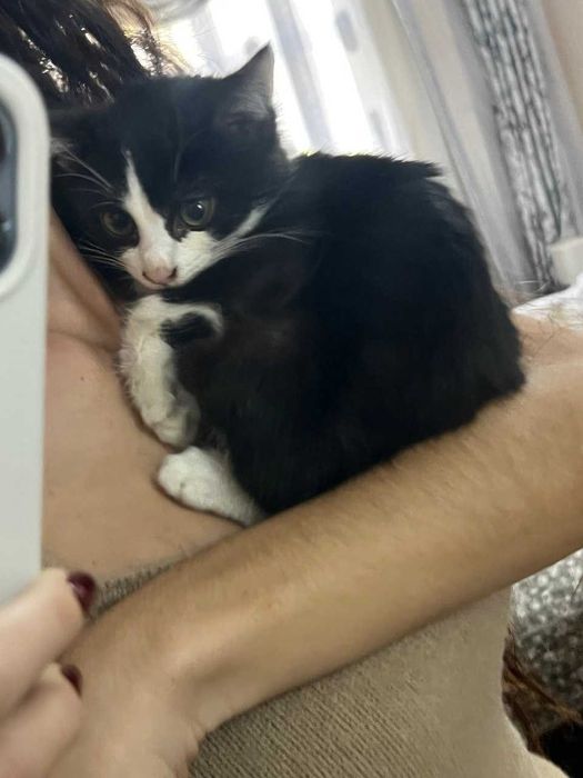 отдам  котенка даром