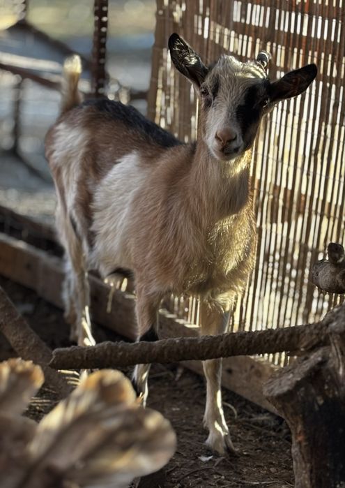 Schimb pereche  capre