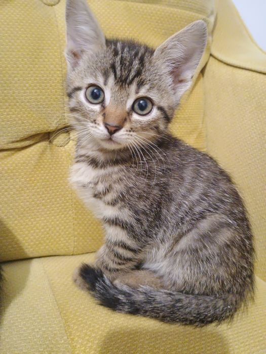 Puiuți pisica metis Japanesse Bobtail/ American Shorthair