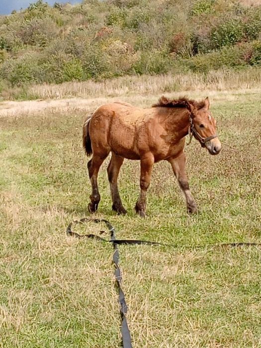 Mânza de 2 ani jumate