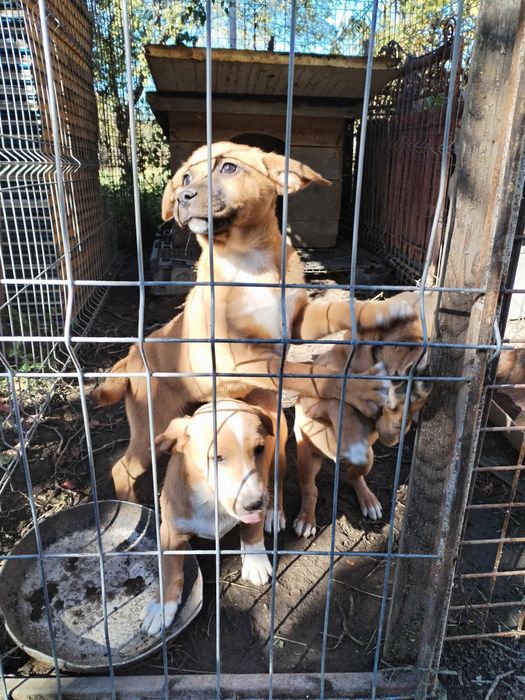 Ofer spre adopție 3 cățelușe!