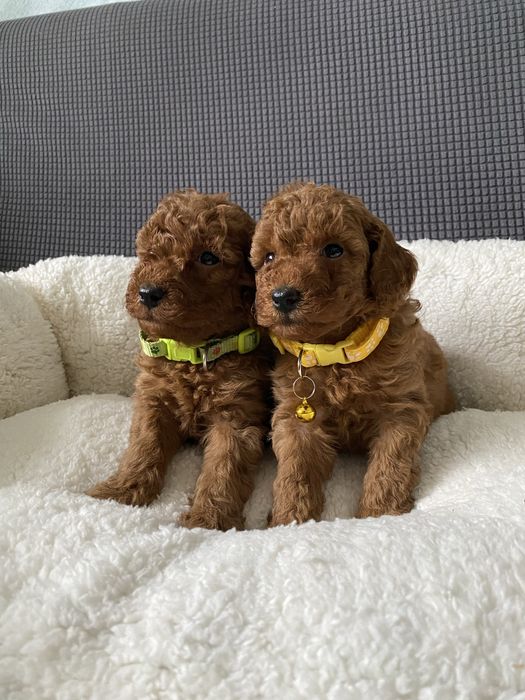 Той пуделчета той