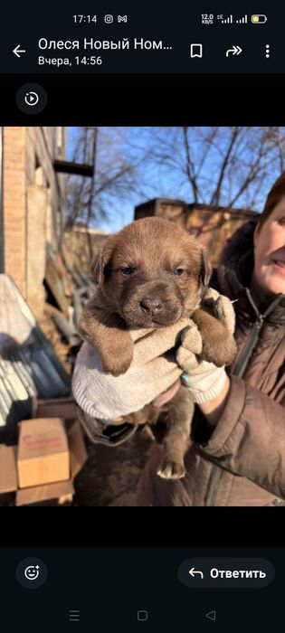 Отдам даром  хорошие щенки