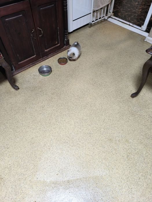 Померан мини момиче