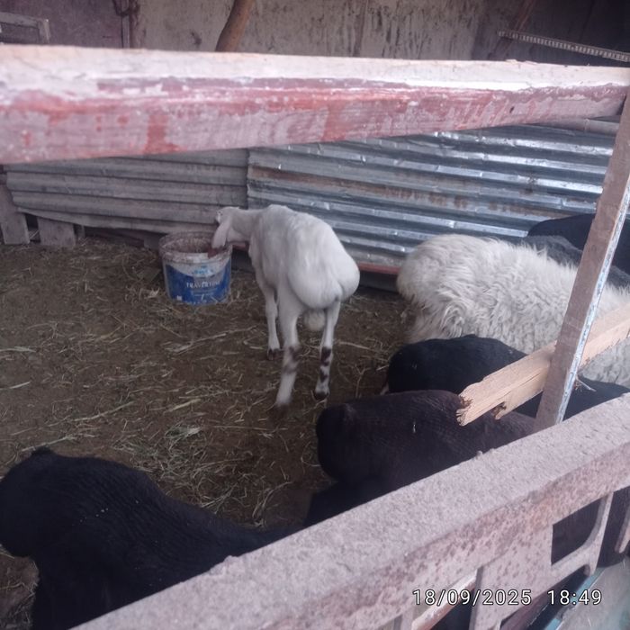 Qo'chqor barala sotildi egizak 2tadan 4ta