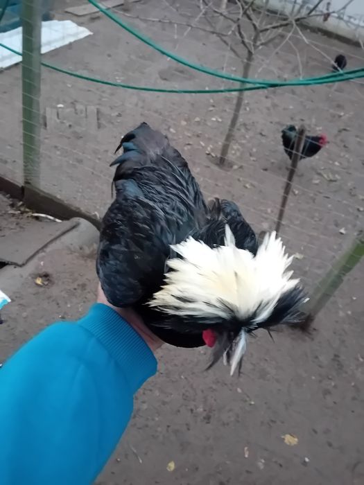 Vând pasari motate olandeza, rațe Cayuga, gaini austrolop