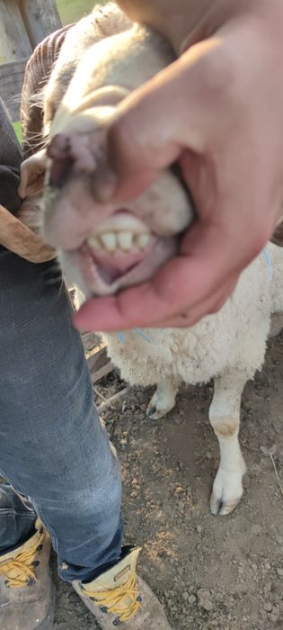 Berbeci ciuli (fara urechi) de vanzare