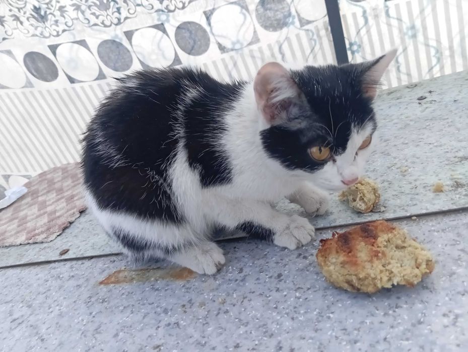 Котенок ищет дом