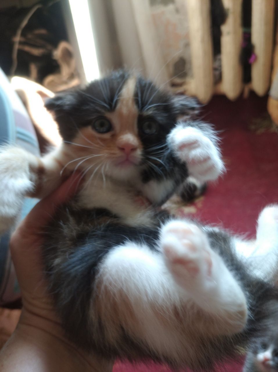 Продам вислоухих котят