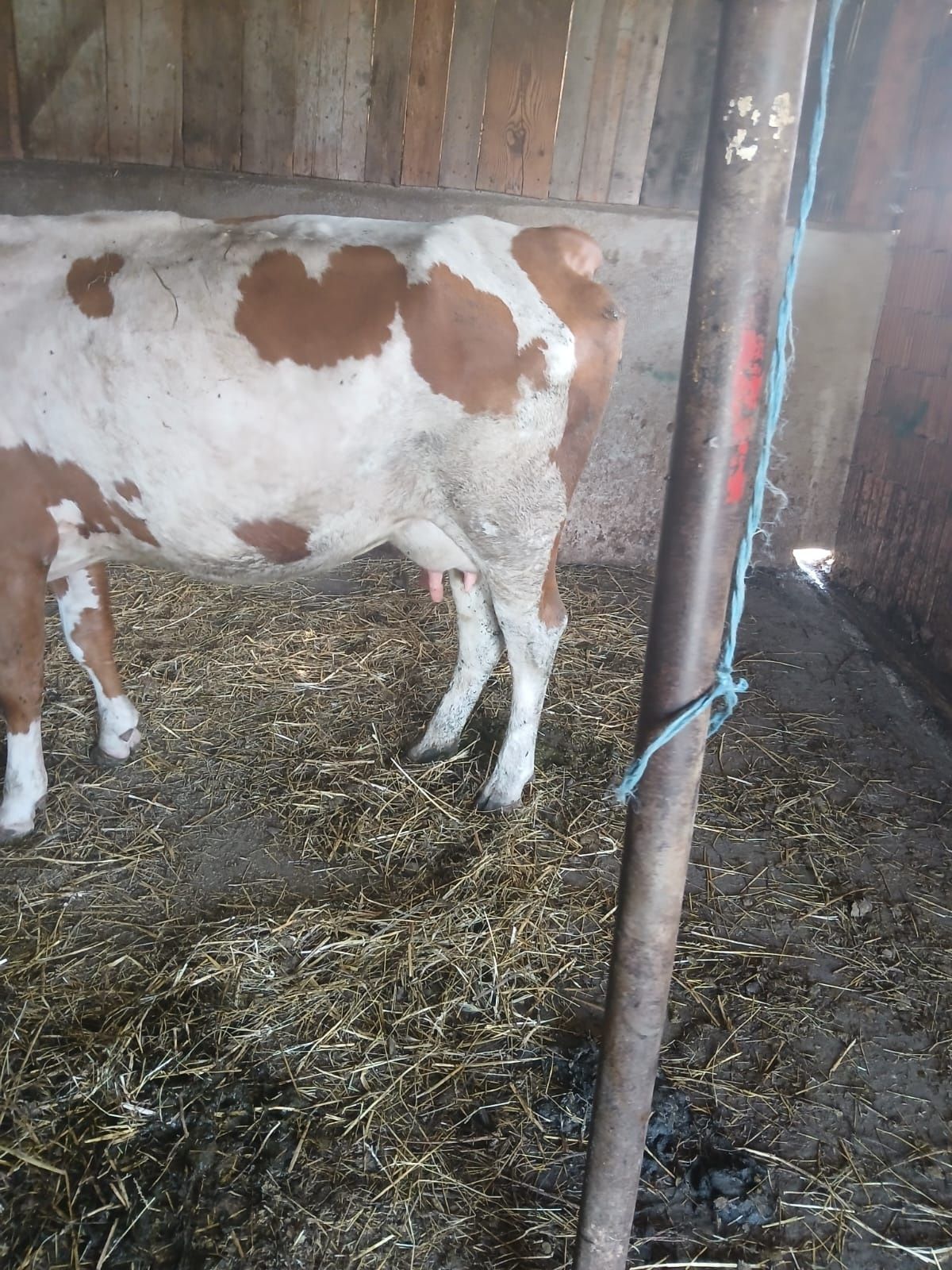 Vaca de vanzare.