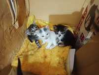 Отдам котят в добрые руки