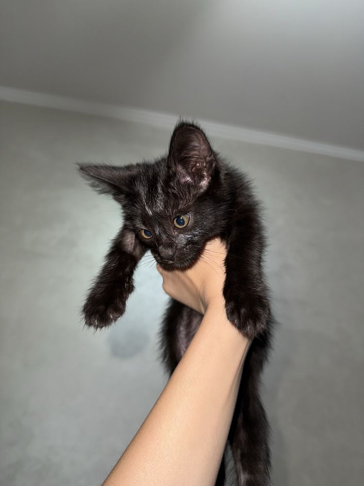Отдам срочно котёнка (2 месяца)