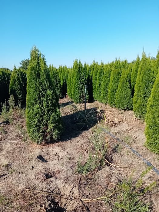 Vând tuia thuja smaragd calitate extra