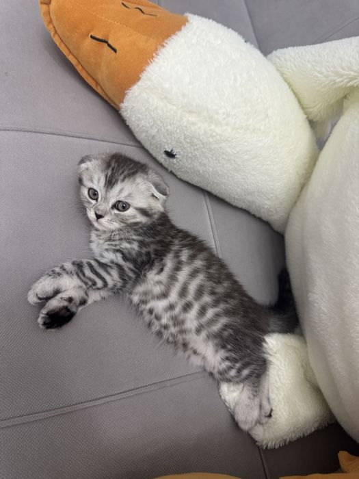 Продам котенка порода шотландская вислоуха