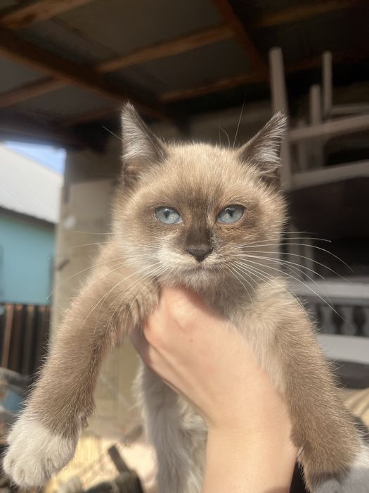 Котята мальчики и девочки