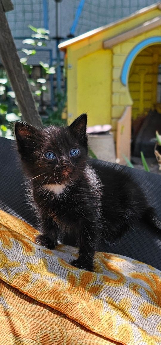 Котёнок девочка ищет дом