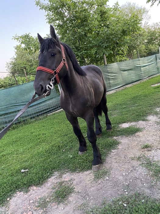 Vand sau schimb mânz negru