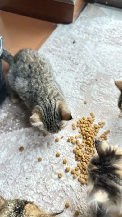 Отдам даром котят в хорошие руки