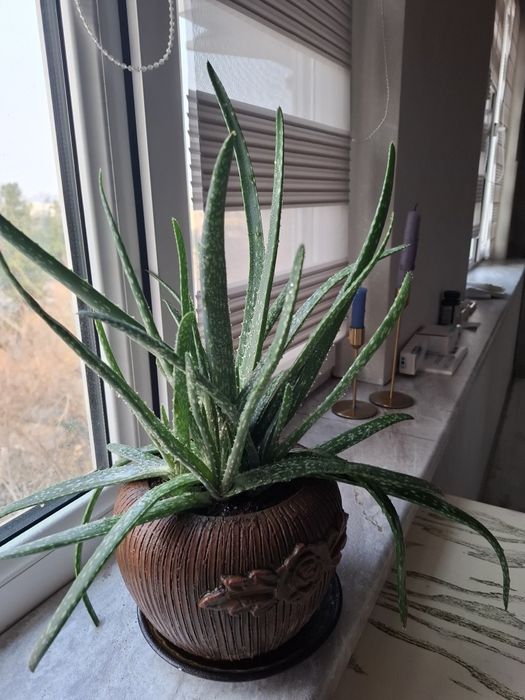 Продаю Алоэ вера