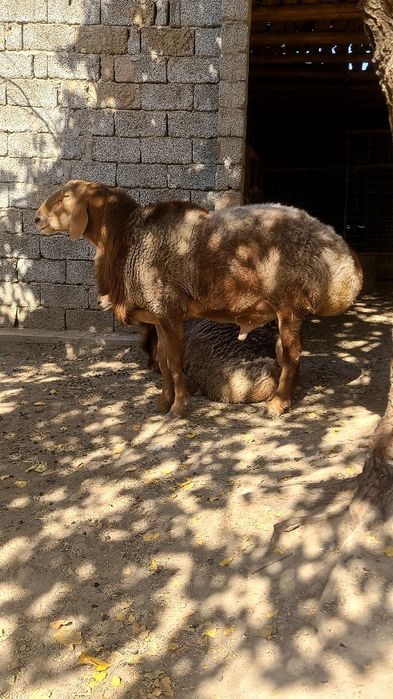 Qo'chqorla sotiladi