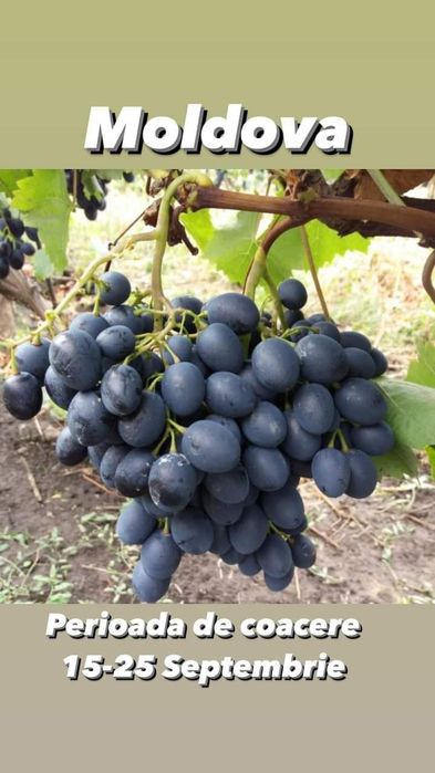 Butasi vita de vie hibride anul 2 și anul 3