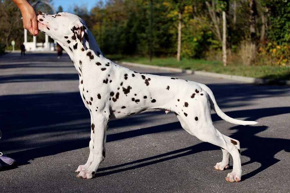 Далматин момче не за изложби и розплод