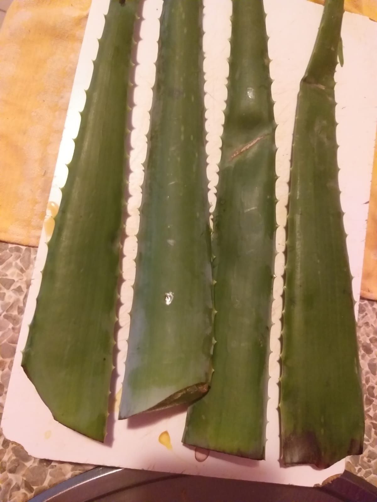 Planta Aloe Vera ,frunze